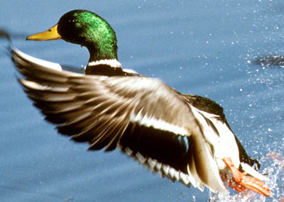 Mallard drake small.jpg