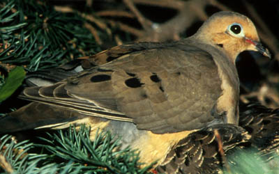 Mourning Dove and Young small.jpg