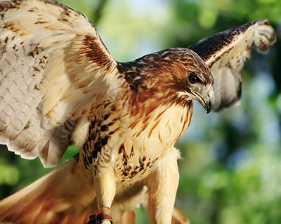 Red- tailed hawk small.jpg