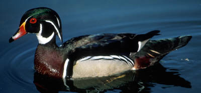 Wood Duck small.jpg