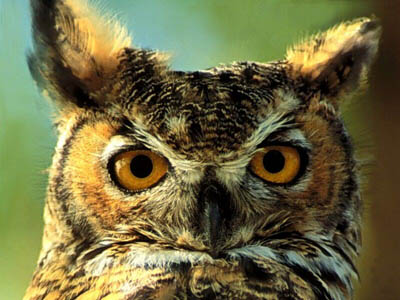 great horned owl small.jpg