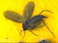 Fungus Gnat.jpg