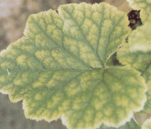 Iron Chlorosis 2.jpg