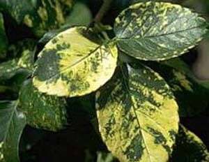 Mosaic Virus.jpg