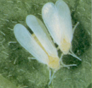 Whiteflies.jpg