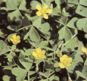 oxalis.jpg