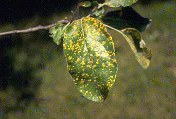 Cedar Apple Rust.jpg