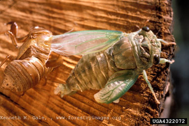 cicada edited.jpg