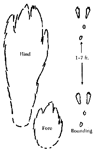 Cottontail Rabbit Tracks.gif