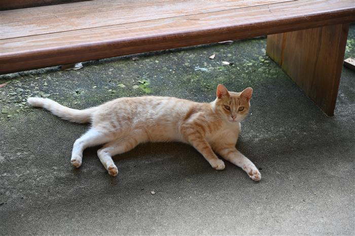 HyperLink