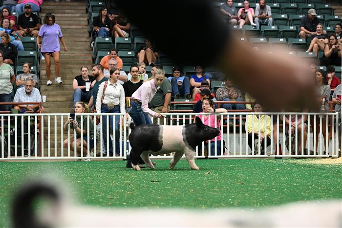 HyperLink